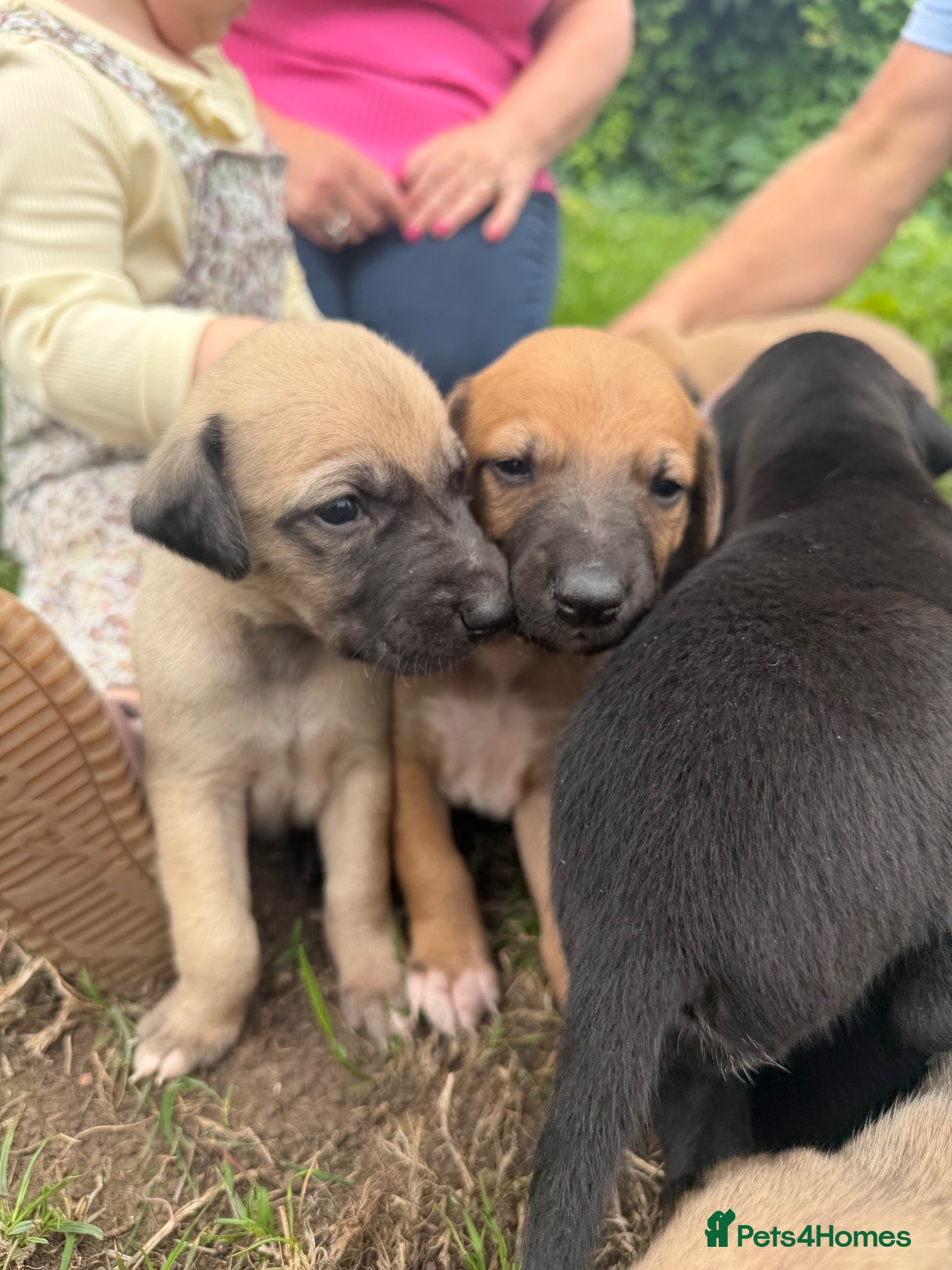 Mixed Breed dogs Outstanding Working-Bred Whippet Lurcher Puppies  - Advert 11
