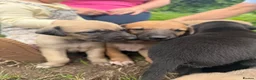 Mixed Breed dogs for sale: Outstanding Working-Bred Whippet Lurcher Puppies  - Advert 1