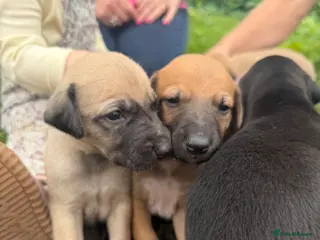 Mixed Breed dogs Outstanding Working-Bred Whippet Lurcher Puppies - Advert 4