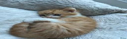 British Longhair cats for sale: CUTE FLUFFY KITTENS LOOKING FOR A FOREVER HOME - Advert 18