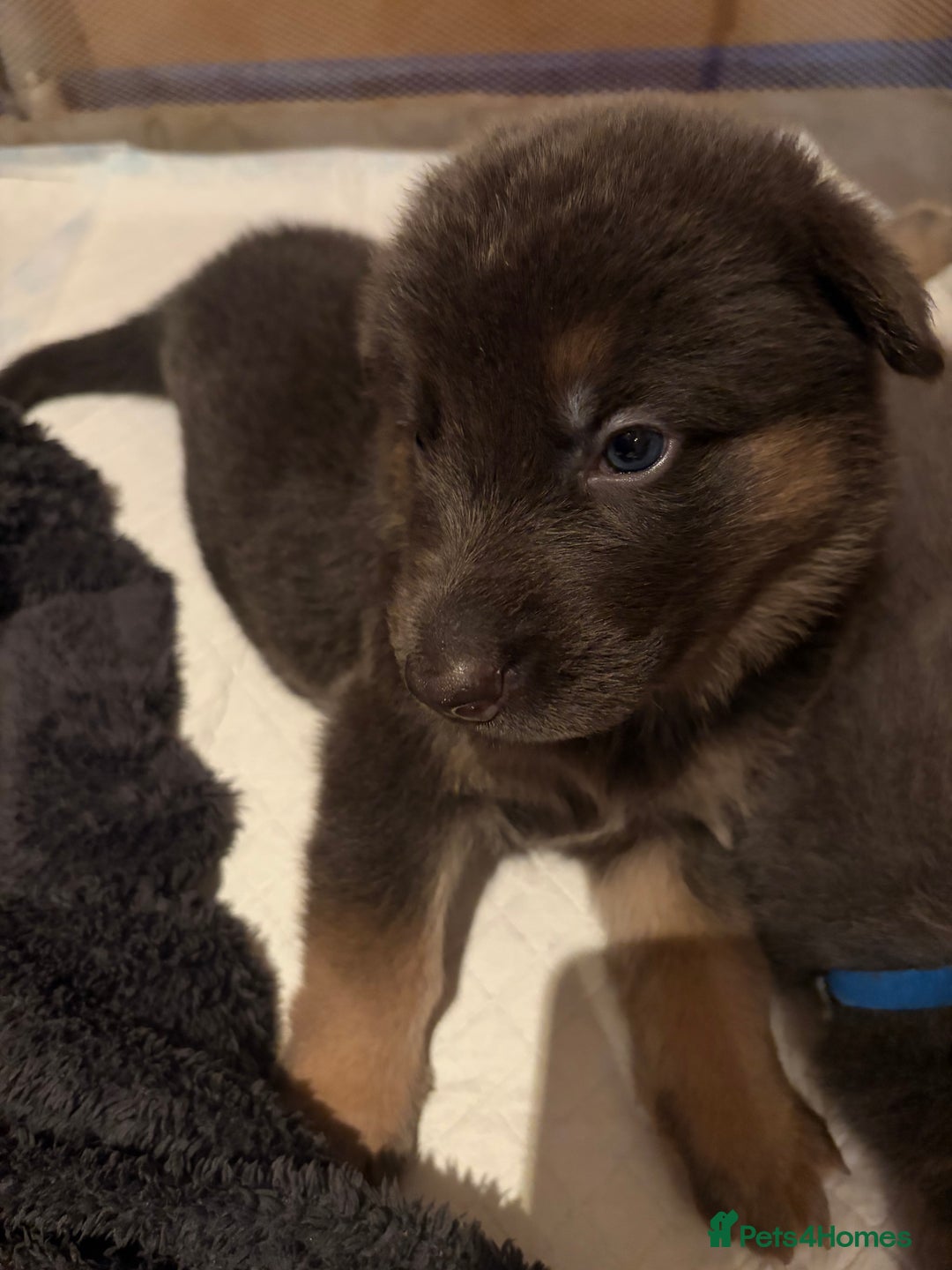 German Shepherd dogs for sale: Cute German shepherd puppies  - Advert 8