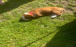 Boxer dogs for sale: Stunning Kc Boxer Puppies - Image 28