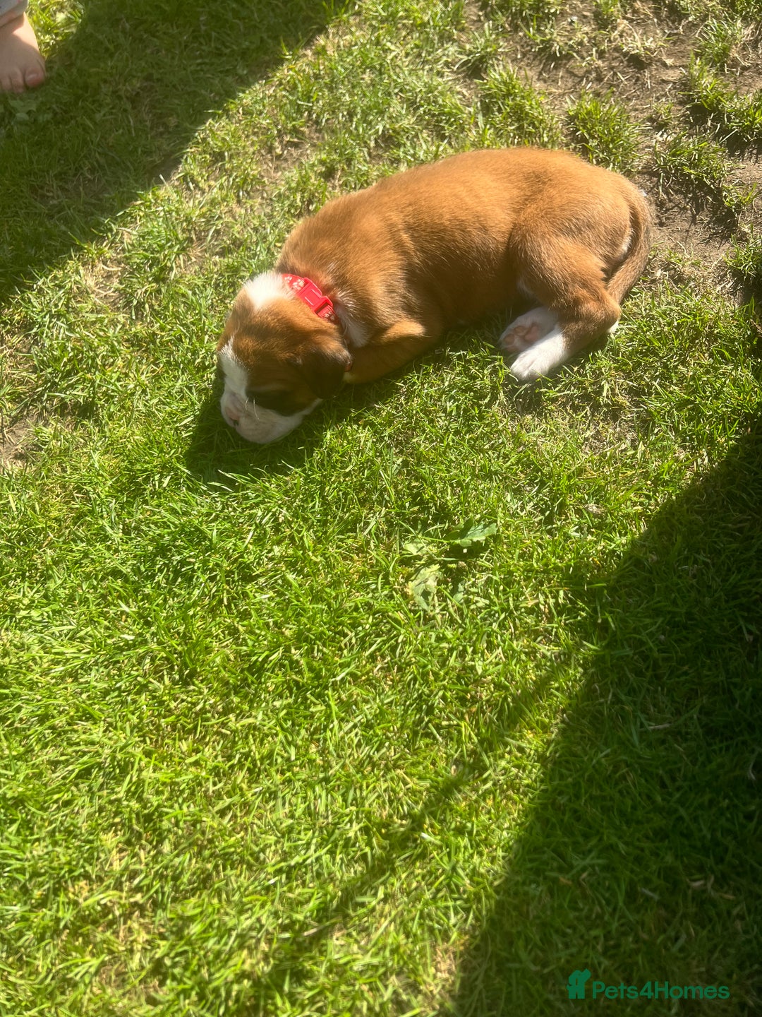 Boxer dogs for sale: Stunning Kc Boxer Puppies - Image 28