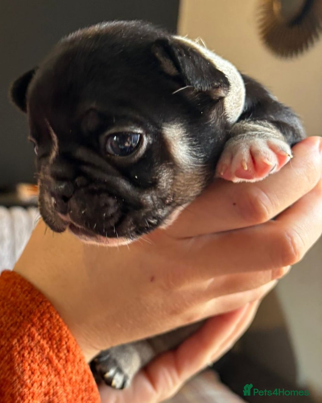 French Bulldog dogs for sale: 9 Beautiful French Bulldog Puppies for Sale - Image 11