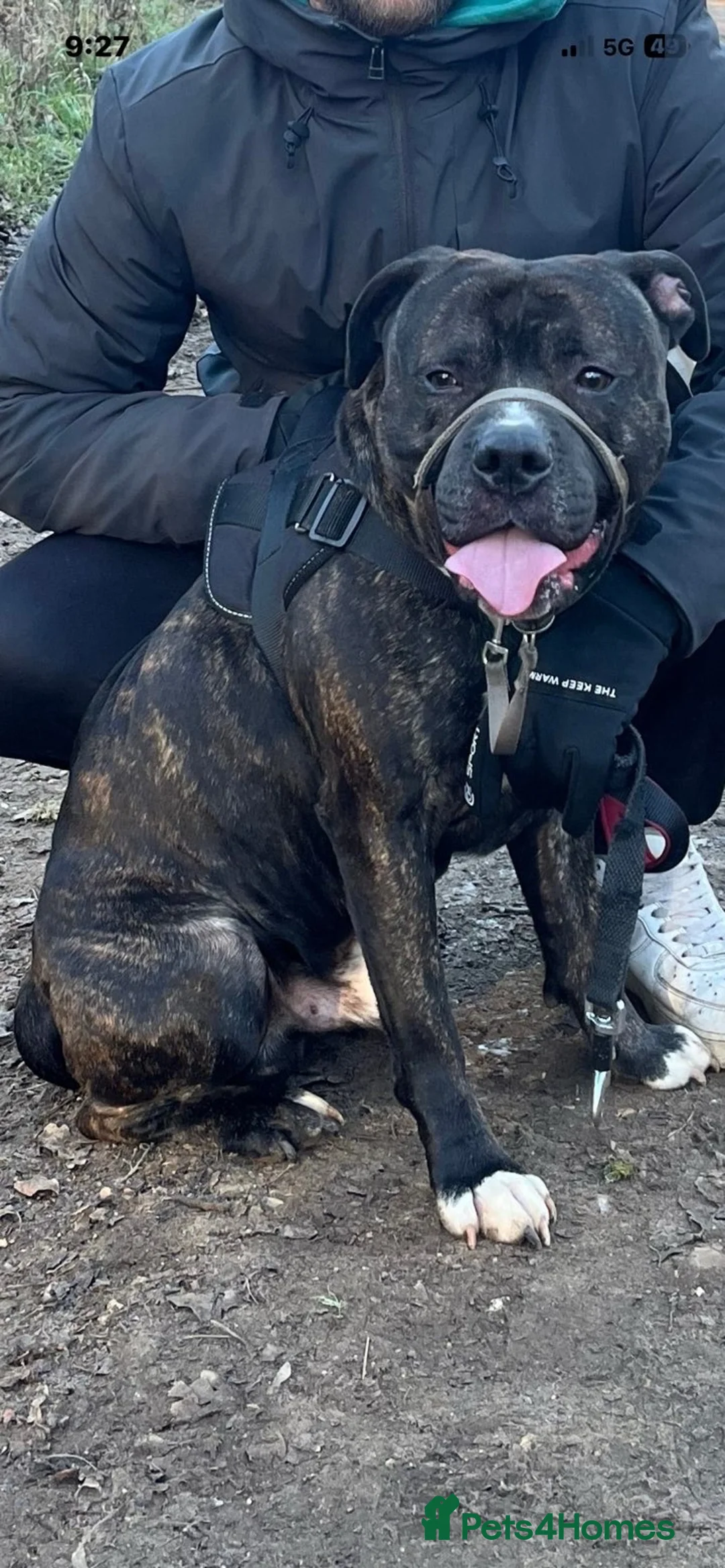 Mixed Breed dogs for sale: XL BULLY X STAFF - Advert 1