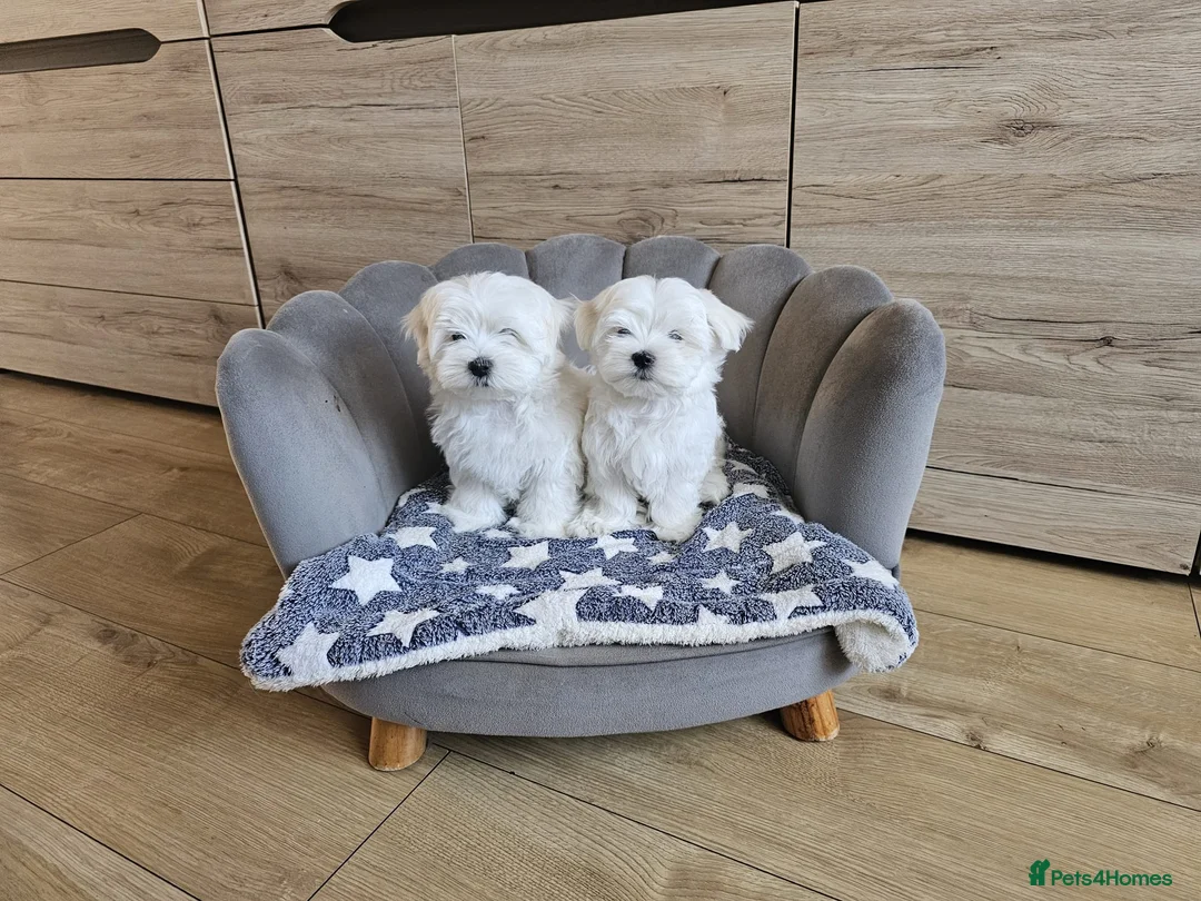 Maltese dogs for sale: Korean Maltese Puppies Available  - Advert 8