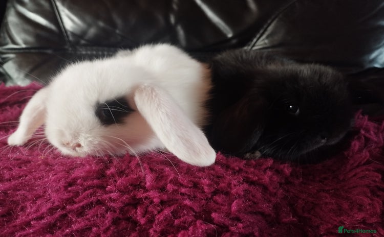 Mini Lop rabbits in Market Drayton - Advert 4