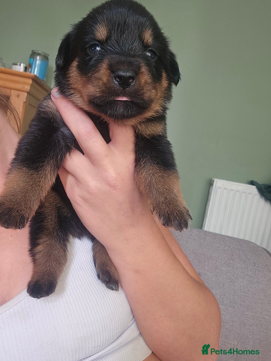 Rottweiler dogs for sale: 12 beautiful puppies  - Image 11