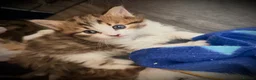 Mixed Breed cats for sale: Two female calico x ragdoll x persian kittens - Advert 9