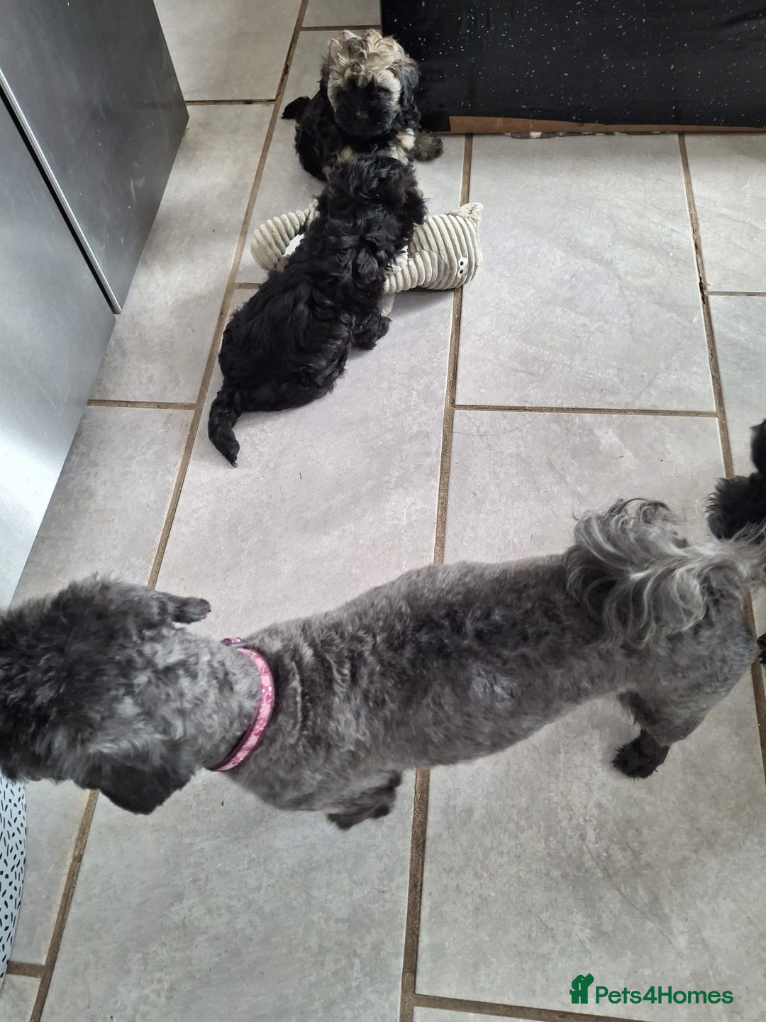 Shihpoo dogs for sale: Shih-poo on shih-poo Puppies  - Image 16