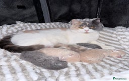 British Shorthair cats for sale: British shorthair kittens a rainbow of colours 😍 - Image 20