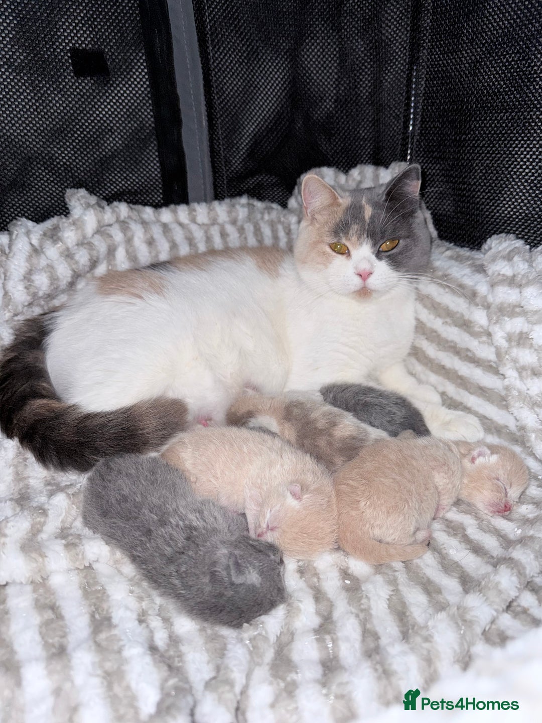 British Shorthair cats for sale: British shorthair kittens a rainbow of colours 😍 - Image 20