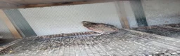 Quail poultry for sale: Sexed jumbo quail  - Advert 2