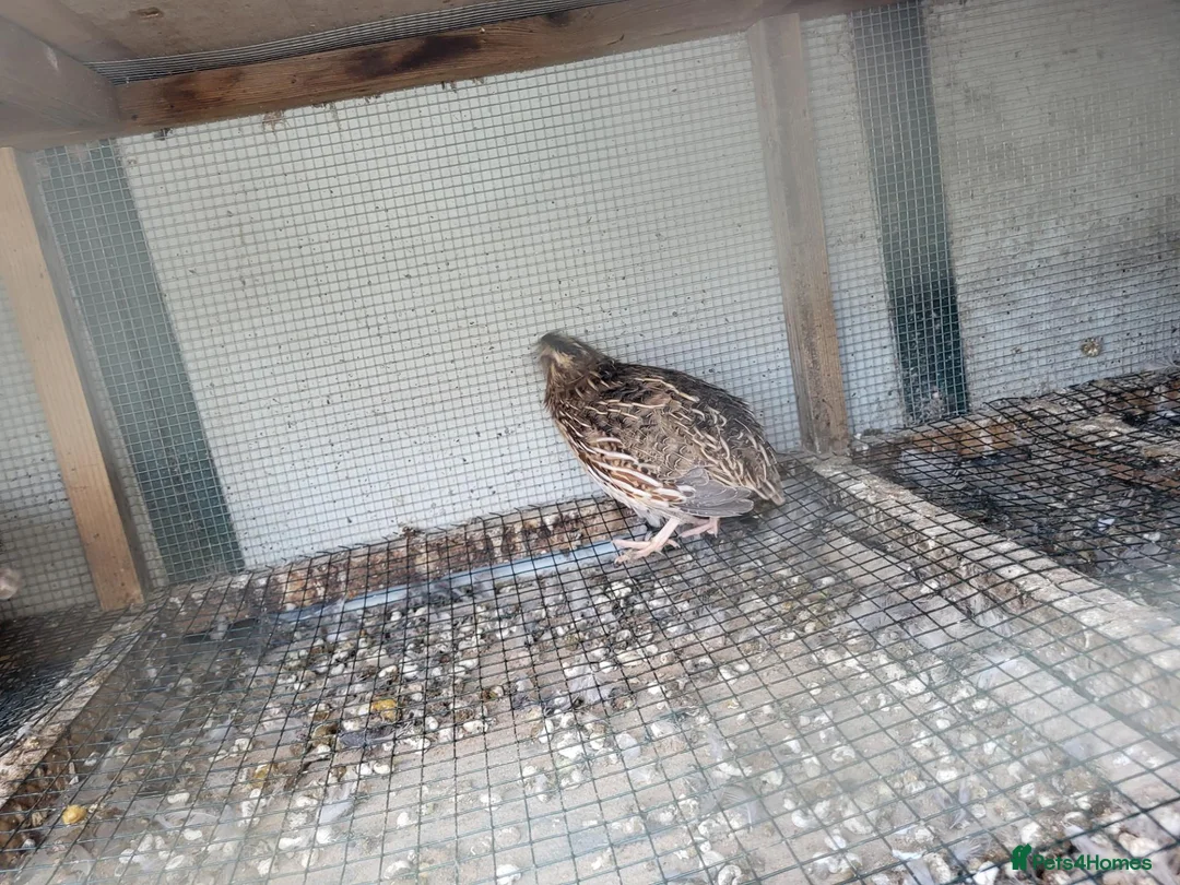 Quail poultry for sale: Sexed jumbo quail  - Advert 2