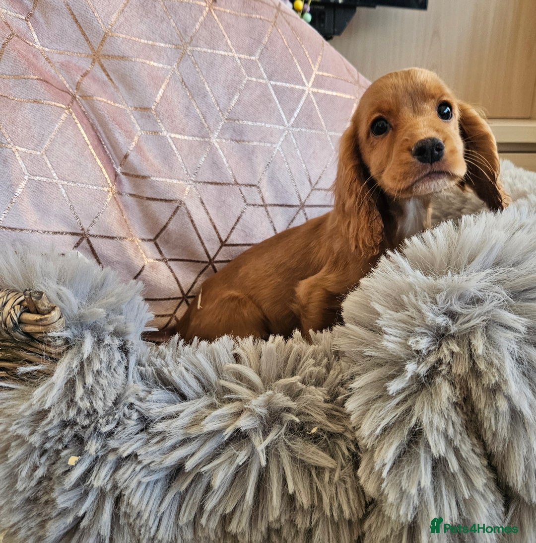 Cocker Spaniel dogs for sale: Stunning mix of working type cocker spaniels  - Advert 6
