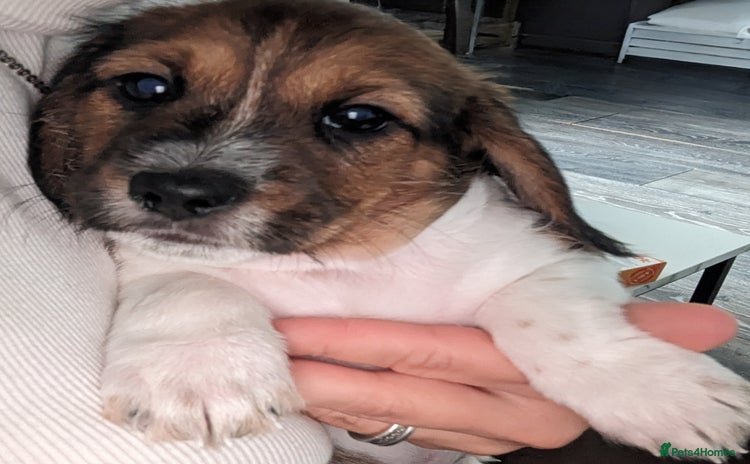 Mixed Breed dogs - Advert 4