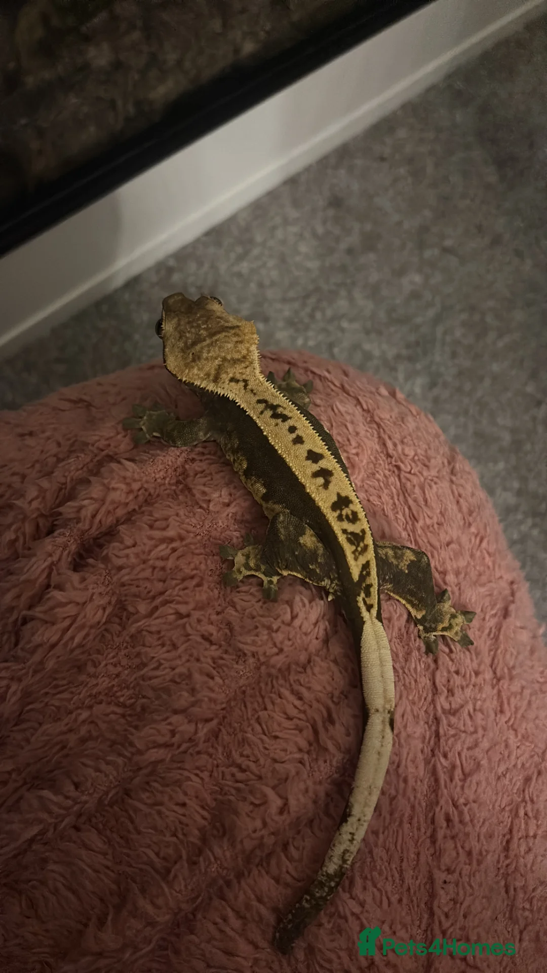 Gecko reptiles for sale: Young female lily white pinstriped crested gecko  in Blackburn - Advert 6