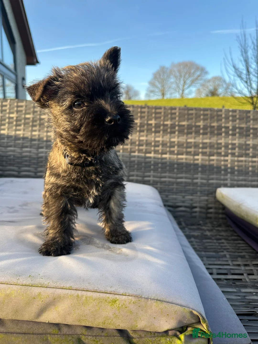 Cairn Terrier dogs for sale: Quality Beautiful KC Reg Cairn Terrier Puppies.  - Advert 9