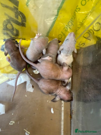 Rat rodents - Advert 2