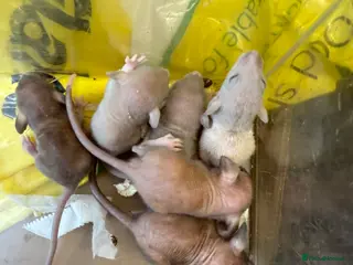 Rat rodents Dwarf Rats - Advert 2