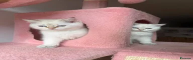 British Longhair 1