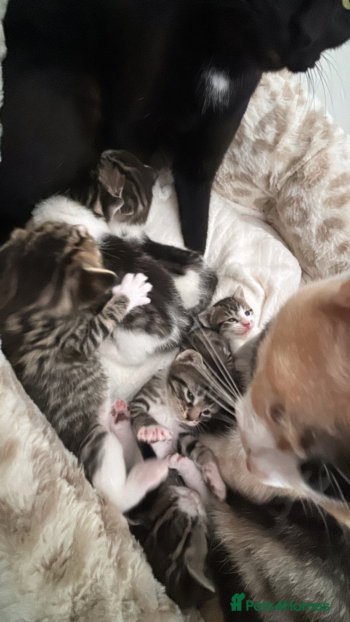 Mixed Breed cats Female kitten  - Advert 1