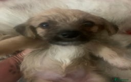 Mixed Breed dogs for sale: Bichon x Jack Russell READY NOW - Image 6
