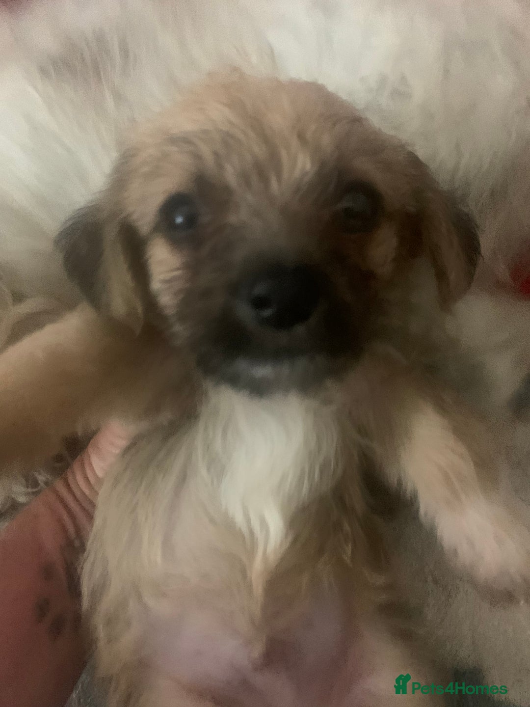 Mixed Breed dogs for sale: Bichon x Jack Russell READY NOW - Image 6