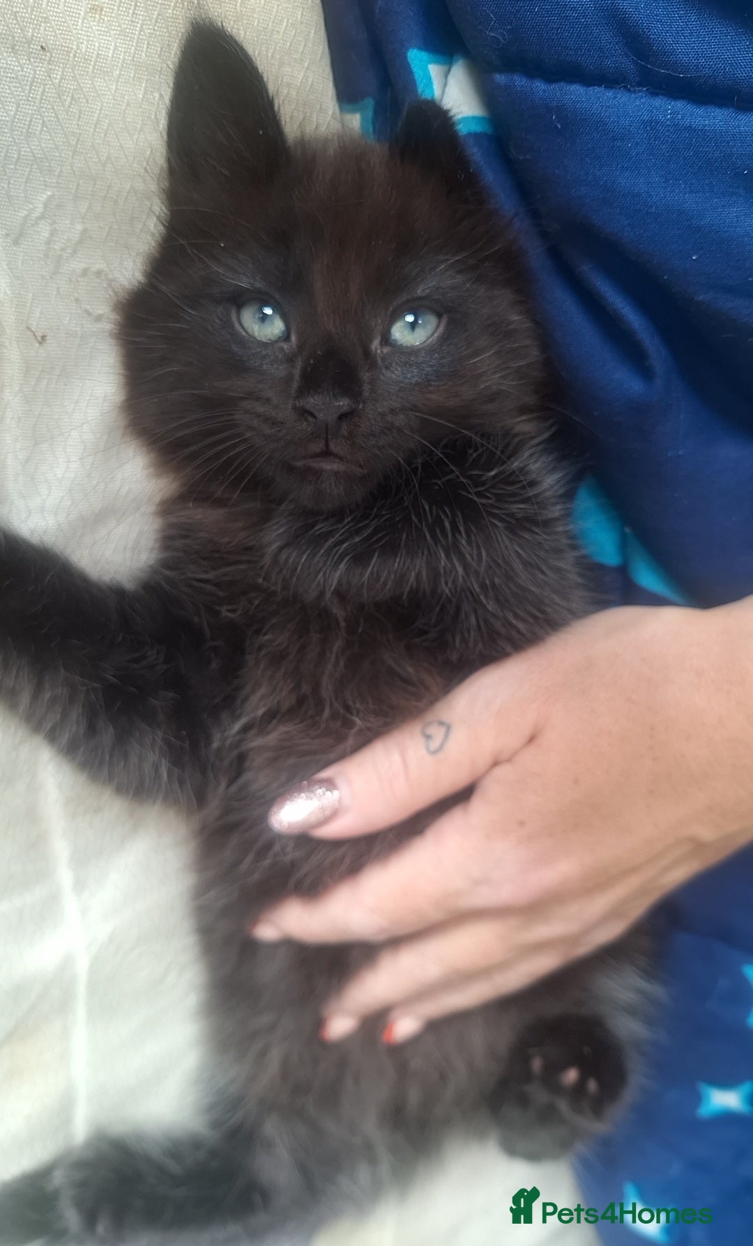 Ragdoll cats for sale: Ragdoll x Bombay  - Advert 2