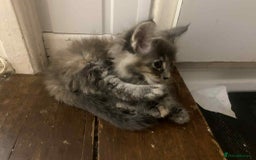 Maine Coon cats for sale: Xl mainecoon kittens full breed non reg  - Image 21