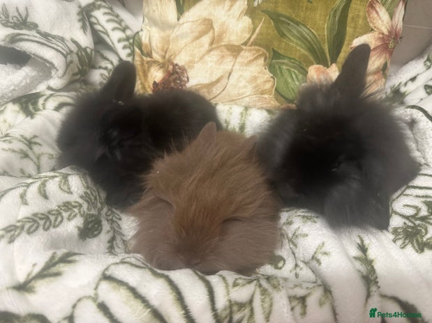 Mini Lion Lop rabbits - Advert 2