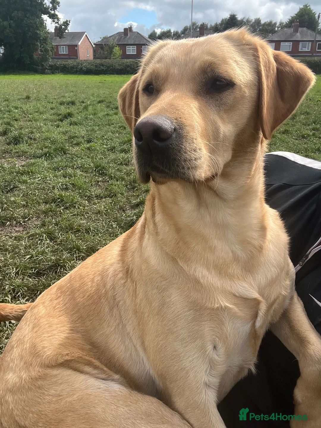 Labrador Retriever dogs for sale: 💛CHUNKY YELLOW LABS DUE 11TH SEPT💛 - Advert 2