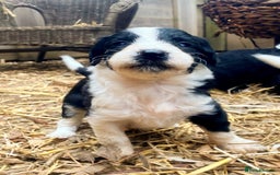 Bordoodle dogs for sale: Adorable Bordoodle (collie-poo) pups for sale  - Image 37