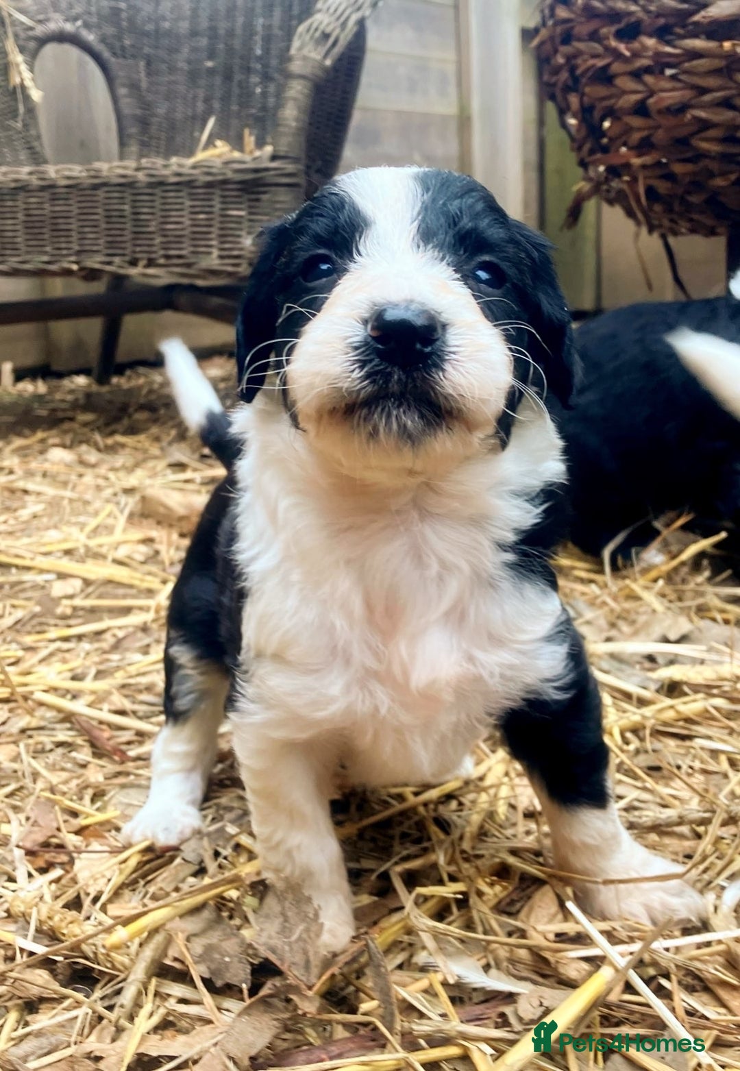 Bordoodle dogs for sale: Adorable Bordoodle (collie-poo) pups for sale  - Image 37