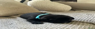 Puppy 2