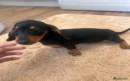 Dachshund dogs for sale: Dachshund pups - Image 6