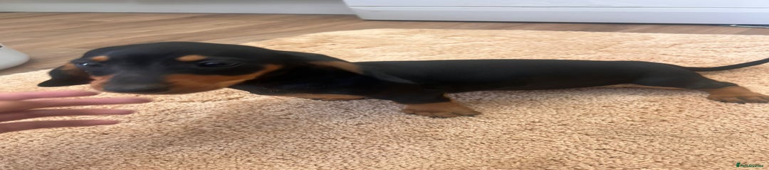 Dachshund Puppy 2