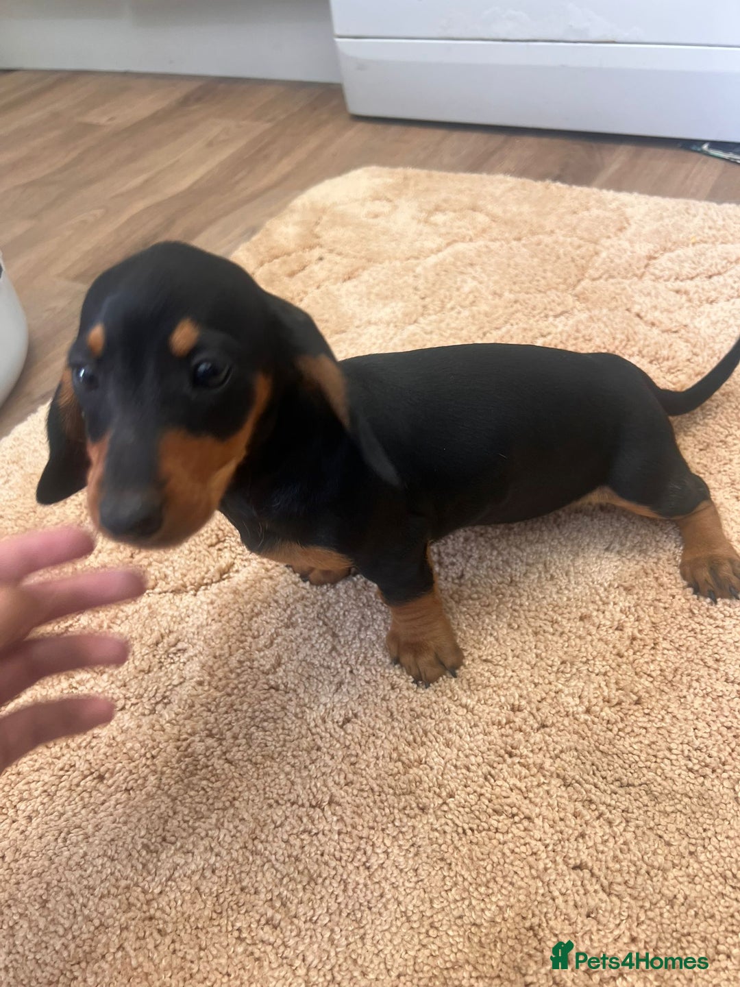 Dachshund dogs for sale: Dachshund pups - Image 6