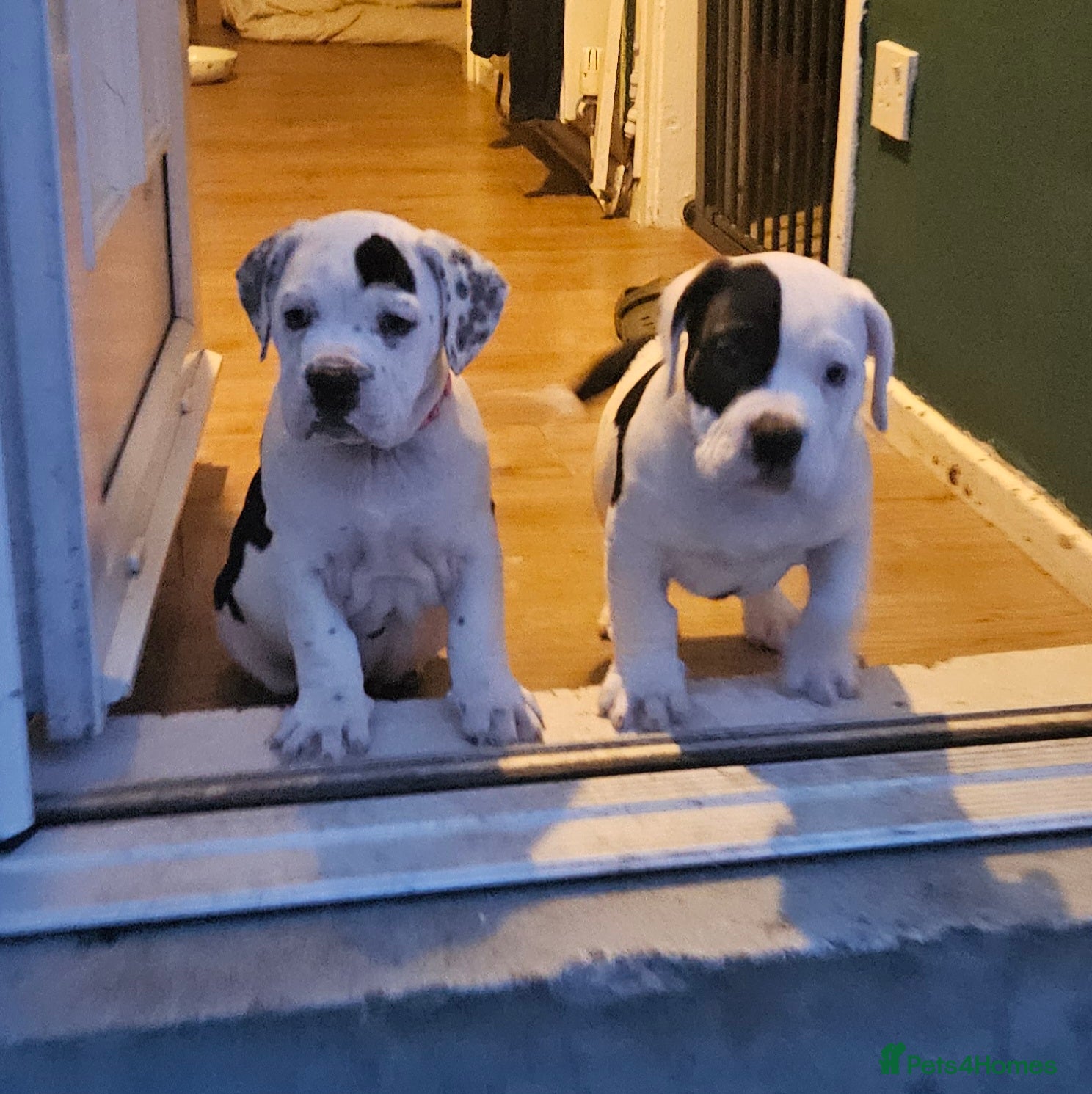 Mixed Breed dogs Staffie spaniel X old English bulldog  - Advert 8