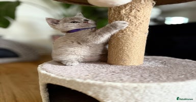 Scottish Fold cats - Advert 6