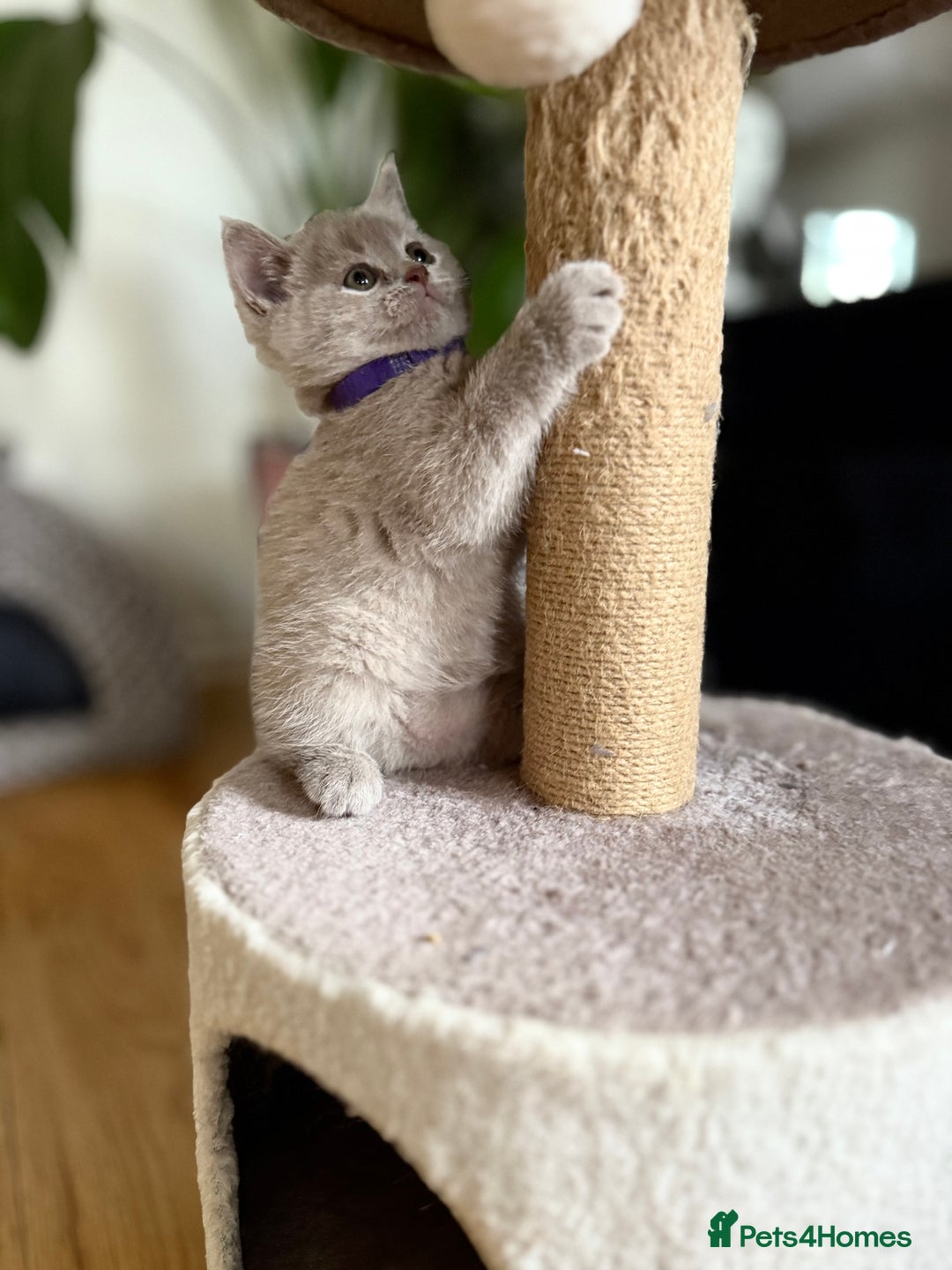 Scottish Fold cats for sale: Scottish straight - Image 16