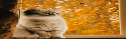 British Shorthair cats for stud: Stud/Champ Bloodline Pureblood British Shorthair in Luton - Advert 2