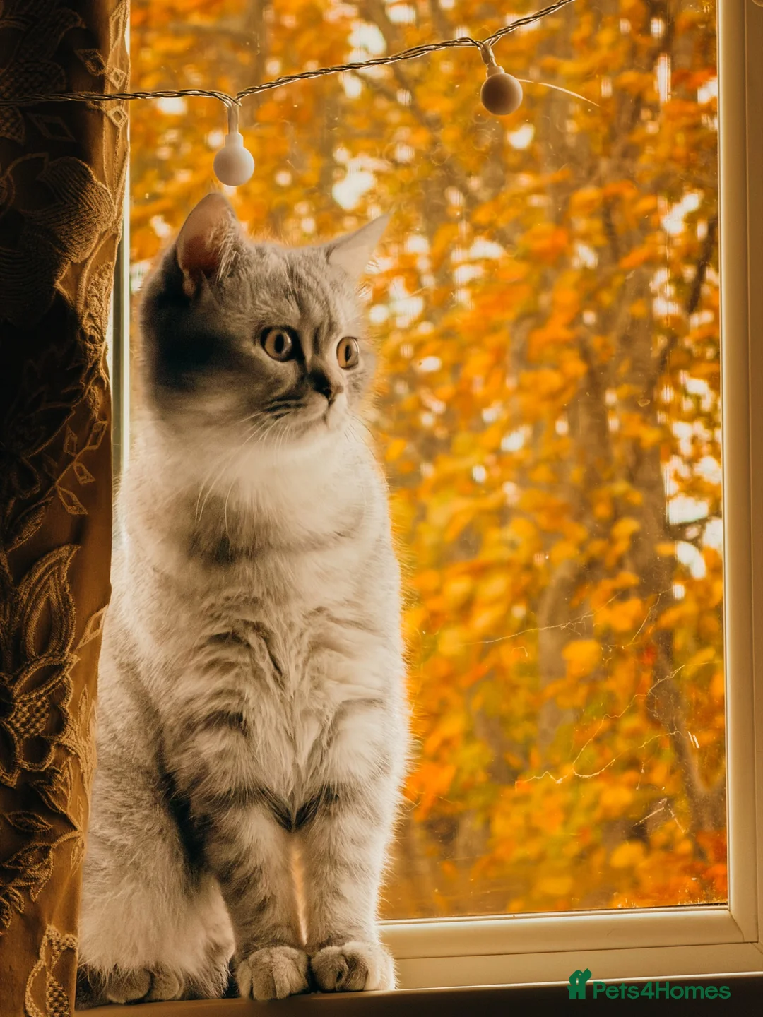 British Shorthair cats for stud: Stud/Champ Bloodline Pureblood British Shorthair in Luton - Advert 2