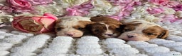 Cavalier King Charles Spaniel dogs for sale: Beautiful KC reg Cavalier King Charles Puppies  - Advert 23