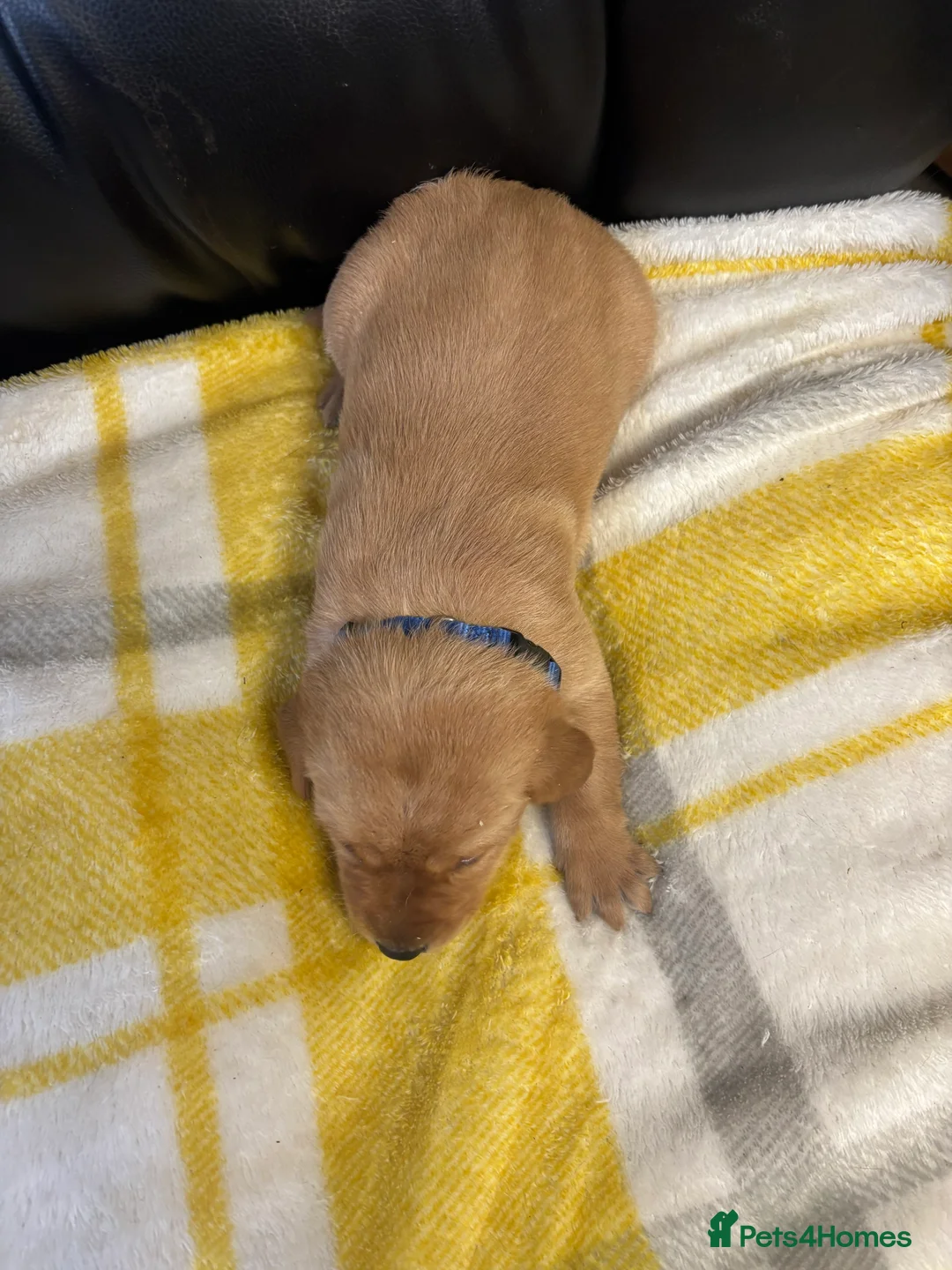 Labrador Retriever dogs for sale: KC Dark yellow Labrador pups  - Advert 11