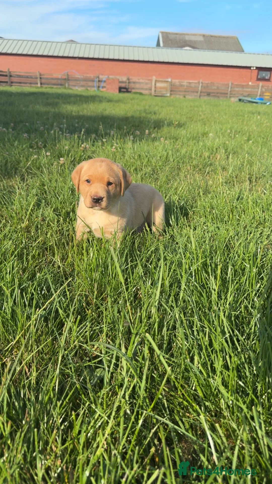 Labrador Retriever dogs for sale: 🐾1 Stunning Labrador Puppy left 👀 🏡 🐾 - Advert 2