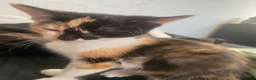 Mixed Breed cats for sale: (Ready Now) Mixed Breed Kittens in Northampton - Advert 3