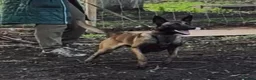 Belgian Shepherd Dog dogs for sale: Storm - Advert 3