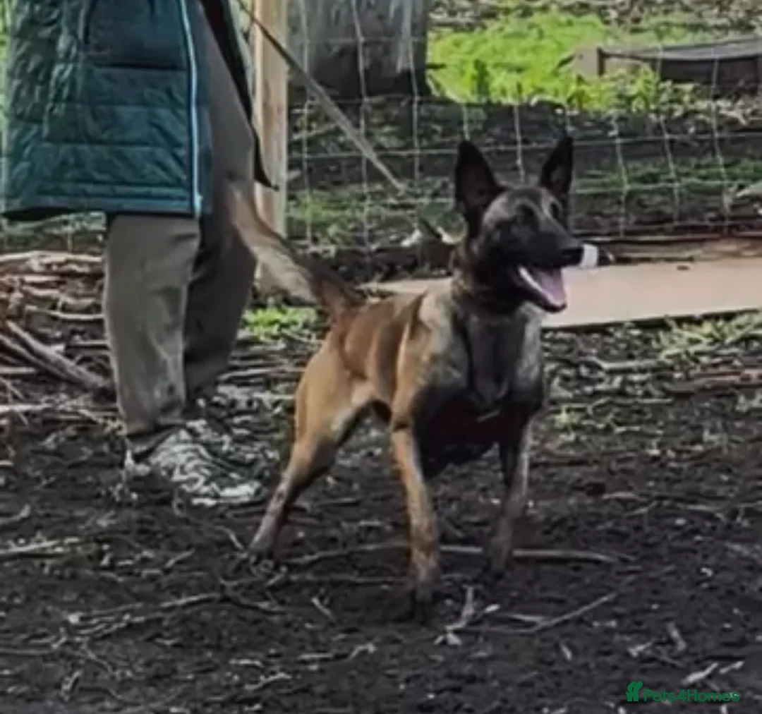 Belgian Shepherd Dog dogs for sale: Storm - Advert 3