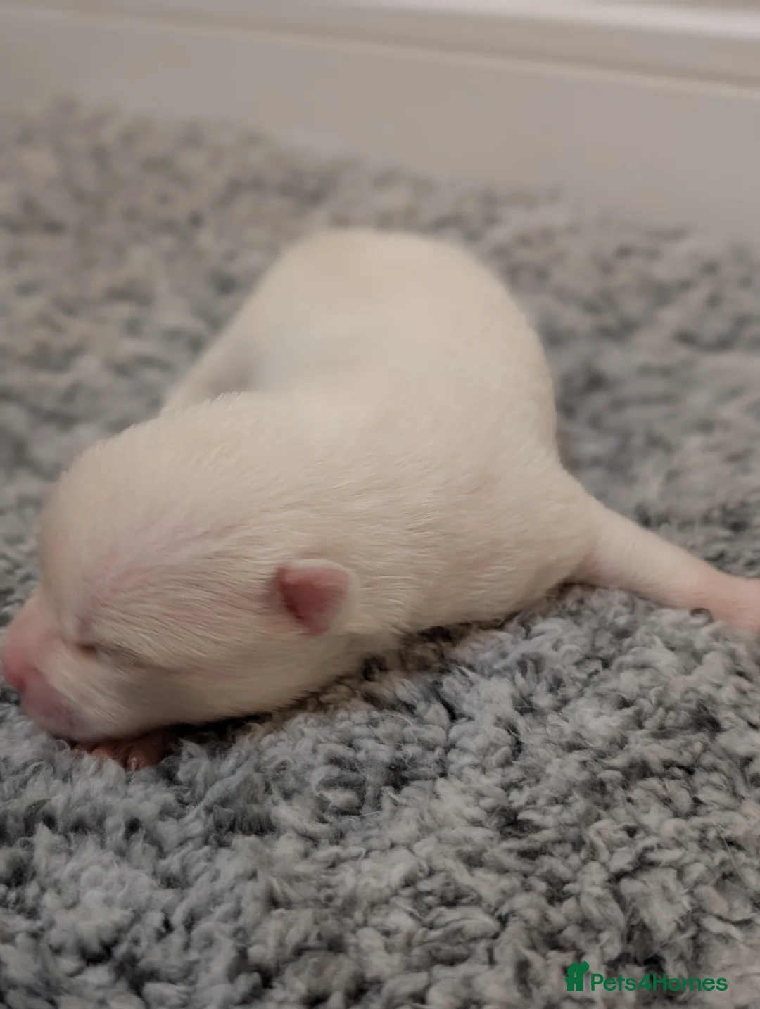 Pomsky dogs for sale: Beautiful pomsky f3 mini - Advert 17